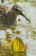 Wood Sandpiper