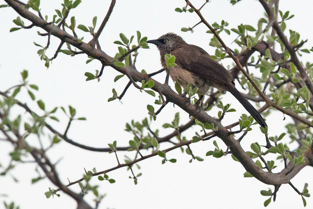 Black-faced Babbler