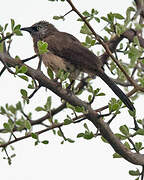 Black-faced Babbler