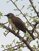 Black-faced Babbler