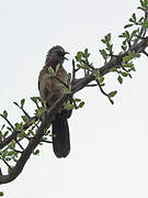 Black-faced Babbler