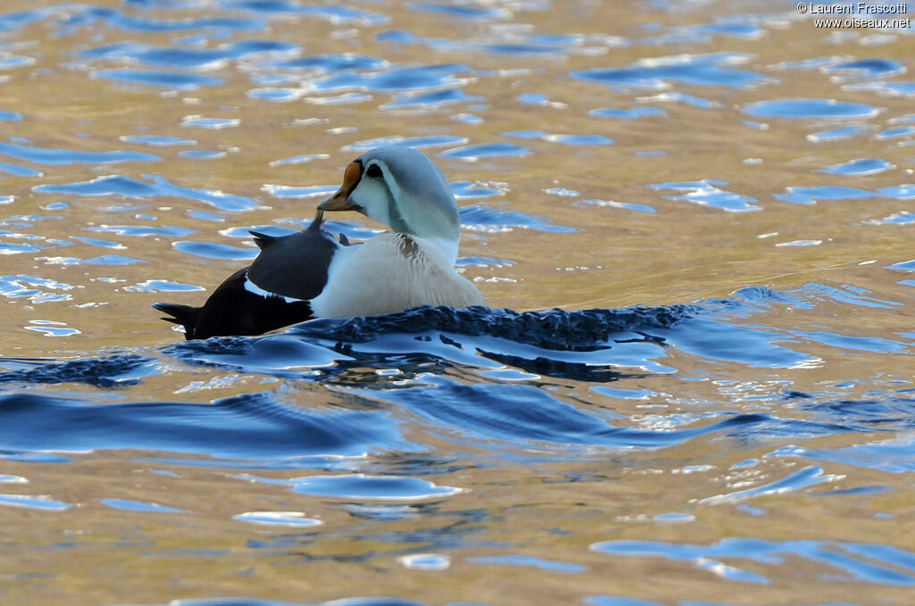 Eider à tête grise