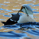Eider à tête grise
