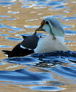 Eider à tête grise