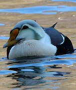 King Eider