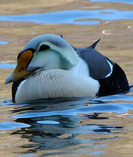 Eider à tête grise