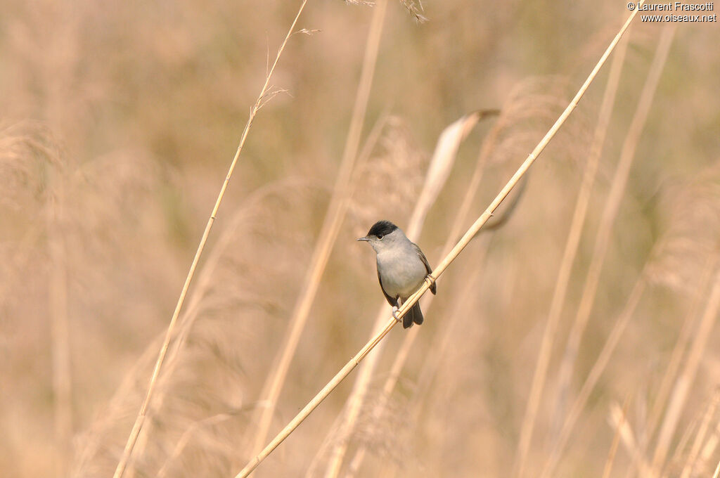 Eurasian Blackcap