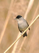 Eurasian Blackcap