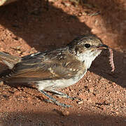 Marico Flycatcher