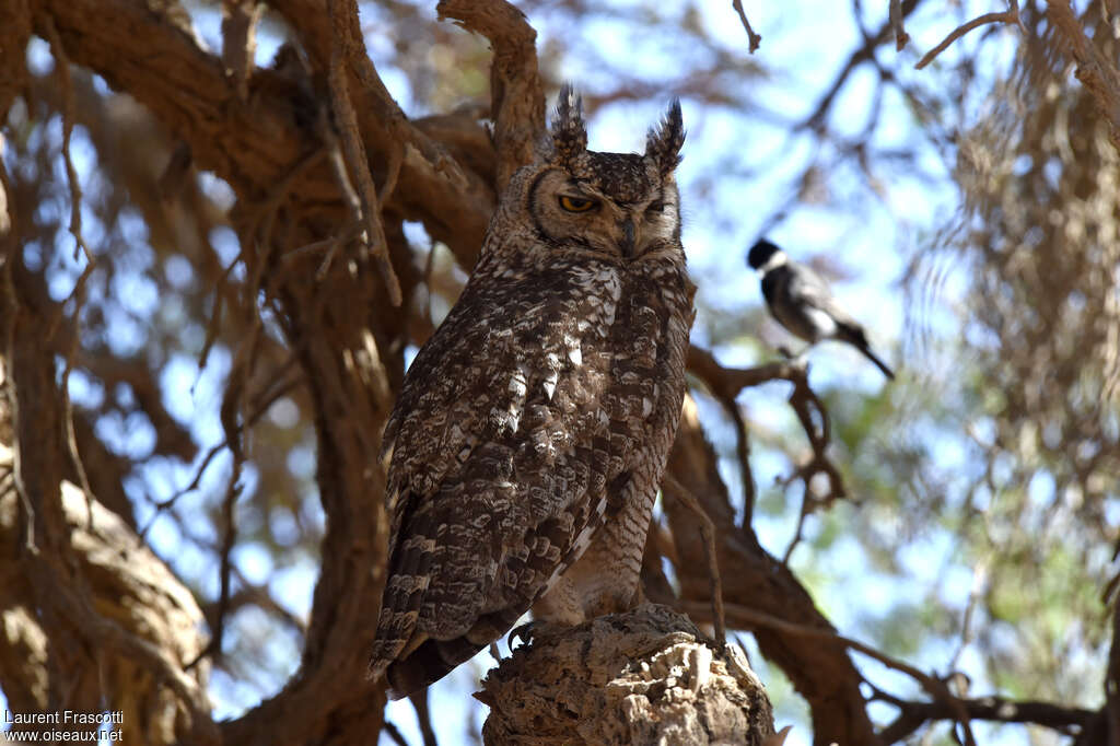 Spotted Eagle-Owladult, aspect