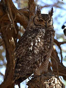 Spotted Eagle-Owl
