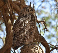 Spotted Eagle-Owl