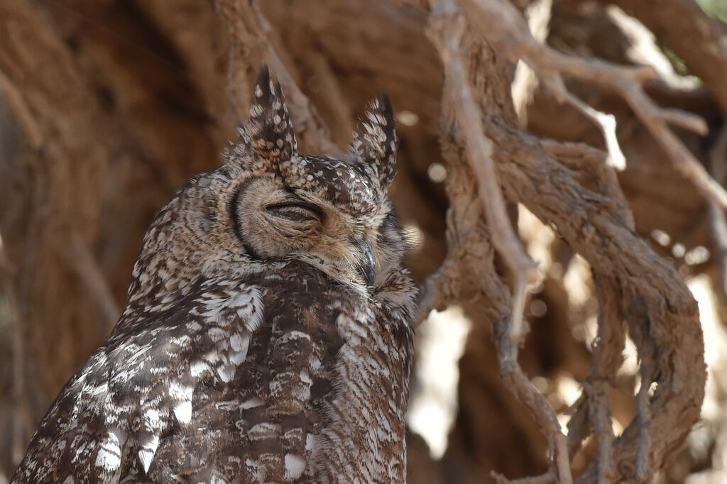 Spotted Eagle-Owl male