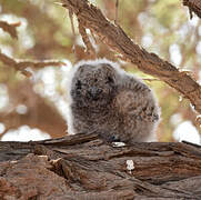 Spotted Eagle-Owl