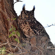 Spotted Eagle-Owl