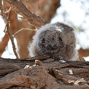 Spotted Eagle-Owl