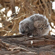 Spotted Eagle-Owl