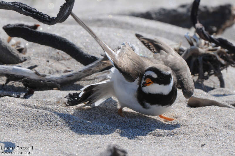 Common Ringed Ploveradult, Behaviour