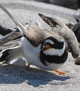 Common Ringed Plover