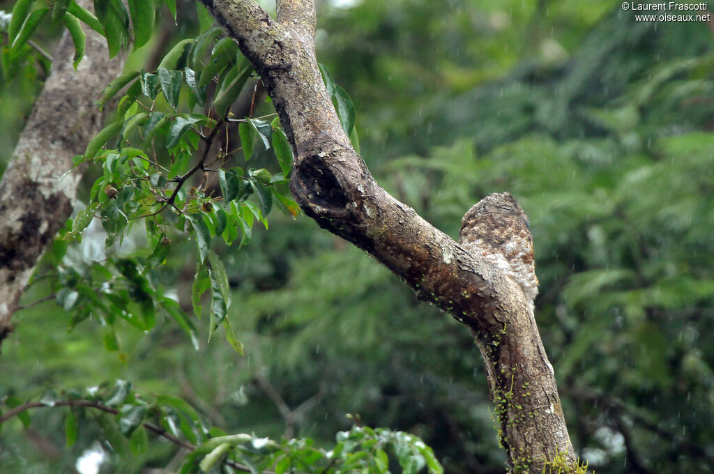 Great Potoo