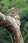 Great Potoo