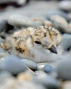 Kentish Plover