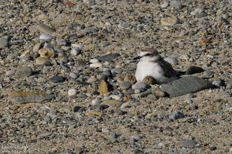 Gravelot à collier interrompu femelle adulte, habitat, Nidification