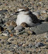 Kentish Plover