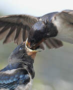 Barn Swallow