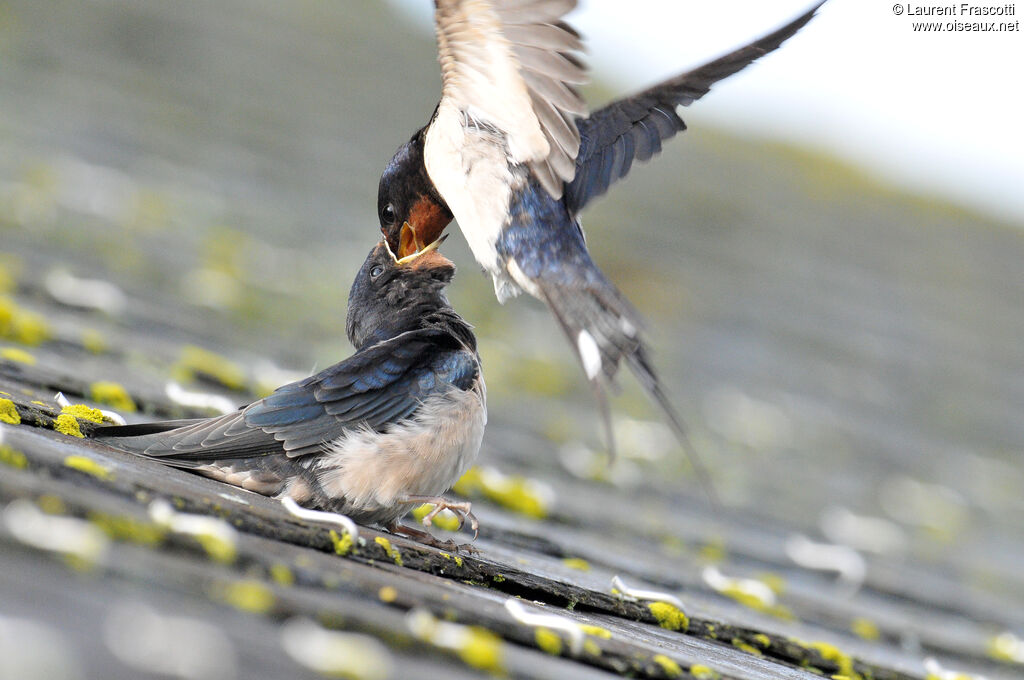 Barn Swallow