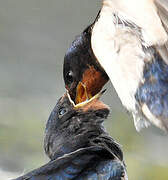 Barn Swallow