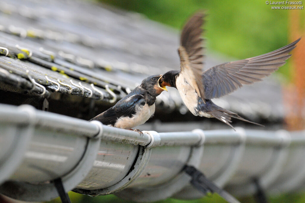 Barn Swallow