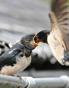 Barn Swallow