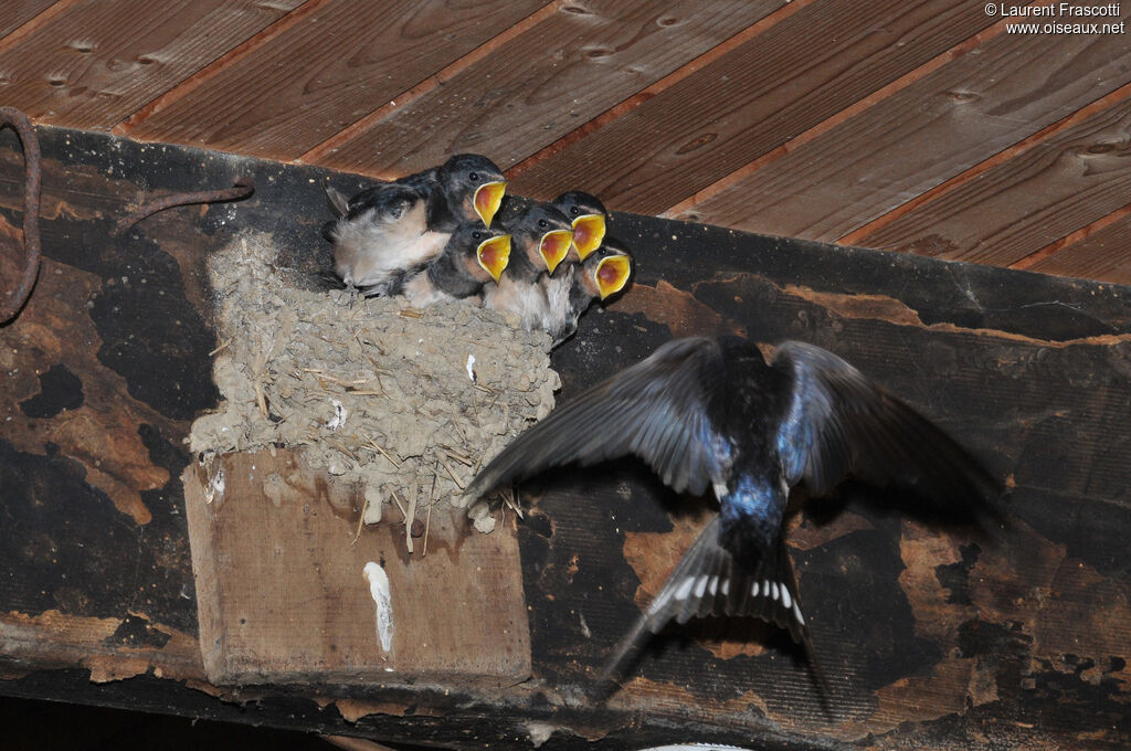 Barn Swallow