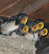 Barn Swallow