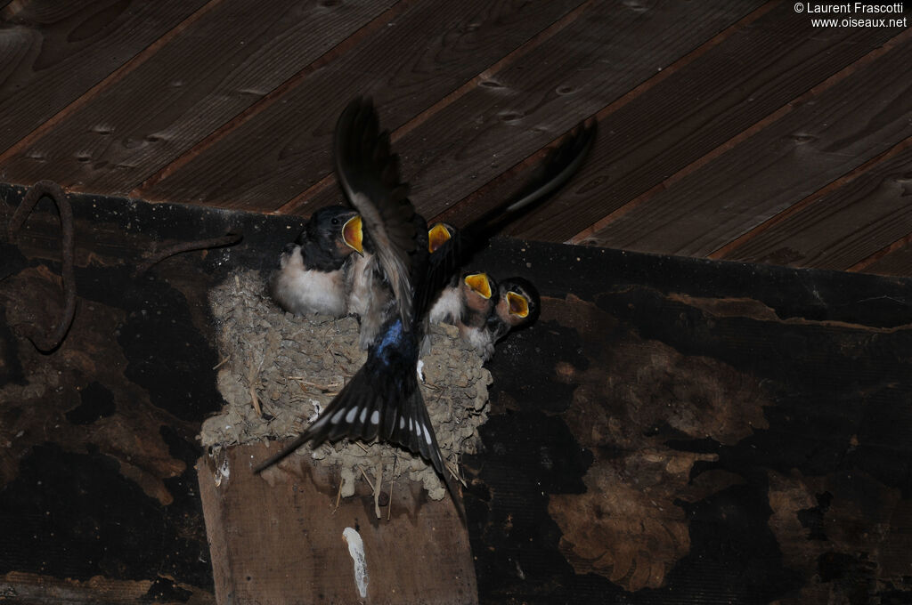 Barn Swallow