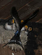 Barn Swallow