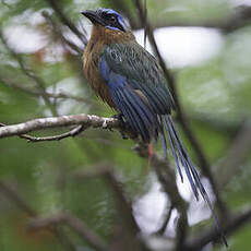 Motmot de Trinidad