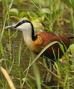 Jacana à poitrine dorée