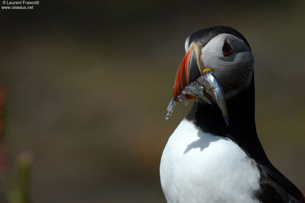 Atlantic Puffin