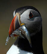 Atlantic Puffin