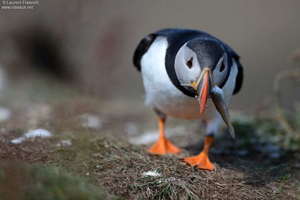 Atlantic Puffin