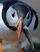 Atlantic Puffin