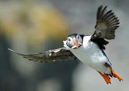 Atlantic Puffin