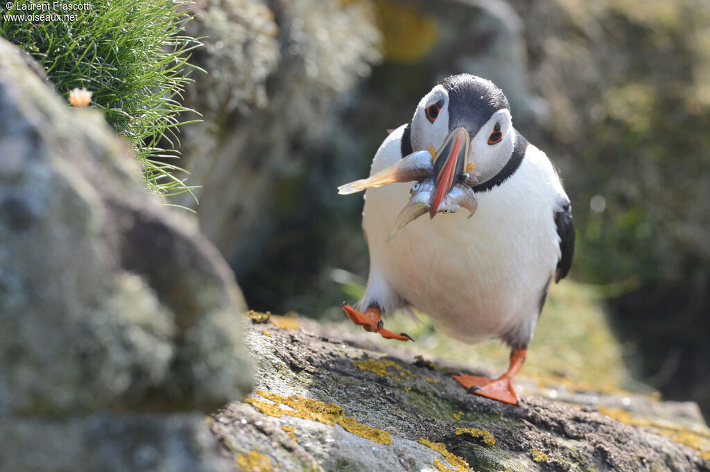 Atlantic Puffin