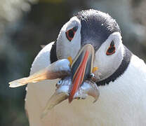 Atlantic Puffin