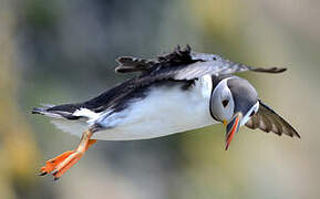 Atlantic Puffin