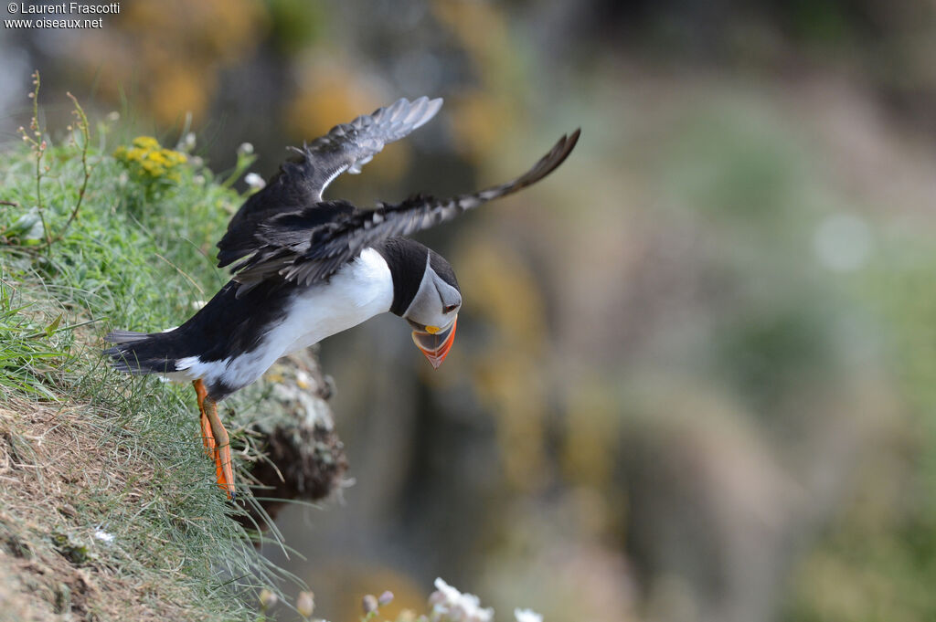 Atlantic Puffin