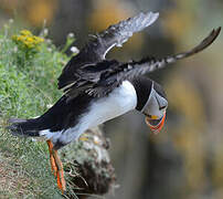 Atlantic Puffin