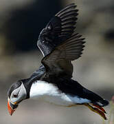 Atlantic Puffin